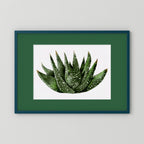 Watercolor Spiky Succulent