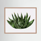 Watercolor Spiky Succulent