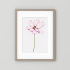 Watercolor Cosmos 