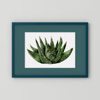 Watercolor Spiky Succulent