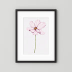 Watercolor Cosmos 