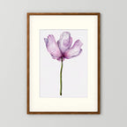 Watercolor Anemone 