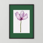 Watercolor Anemone 